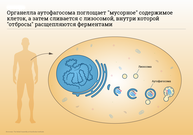 Аутофагия