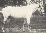 Герой повести Х. Байрамуковой (Вечные всадники) конь Туугъан.jpg